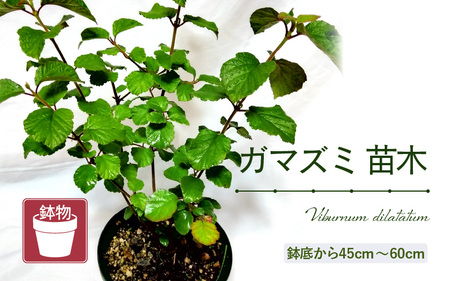 【先行予約】ガマズミ苗木（鉢物）45cm～60cm【2026年4月中旬以降順次発送予定】【ガマズミ がまずみ お花 花 はな フラワー 花 苗 植物 父の日 母の日 家庭菜園 花壇 プランター ガーデニング観葉植物 園芸 鉢物 】 [m47-a005]