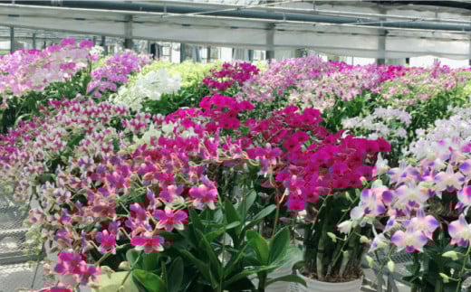 【 10セット 限定 】 デンファレ （ 洋蘭 ） 7本 立ち 糸島市 / 和饗エコファーム株式会社 蘭 洋蘭 デンファレ 花 インテリア お祝い 贈り物 [AVI002]