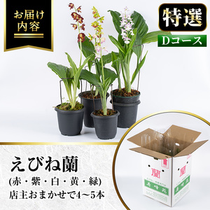 【個数限定】寿峰苑特選えびね蘭　店主おすすめ標準Dコース（4本～5本） 鹿児島 冠岳 で育った 蘭 時期により 花 苗 鉢入りでお届け！ 【00-045-04】