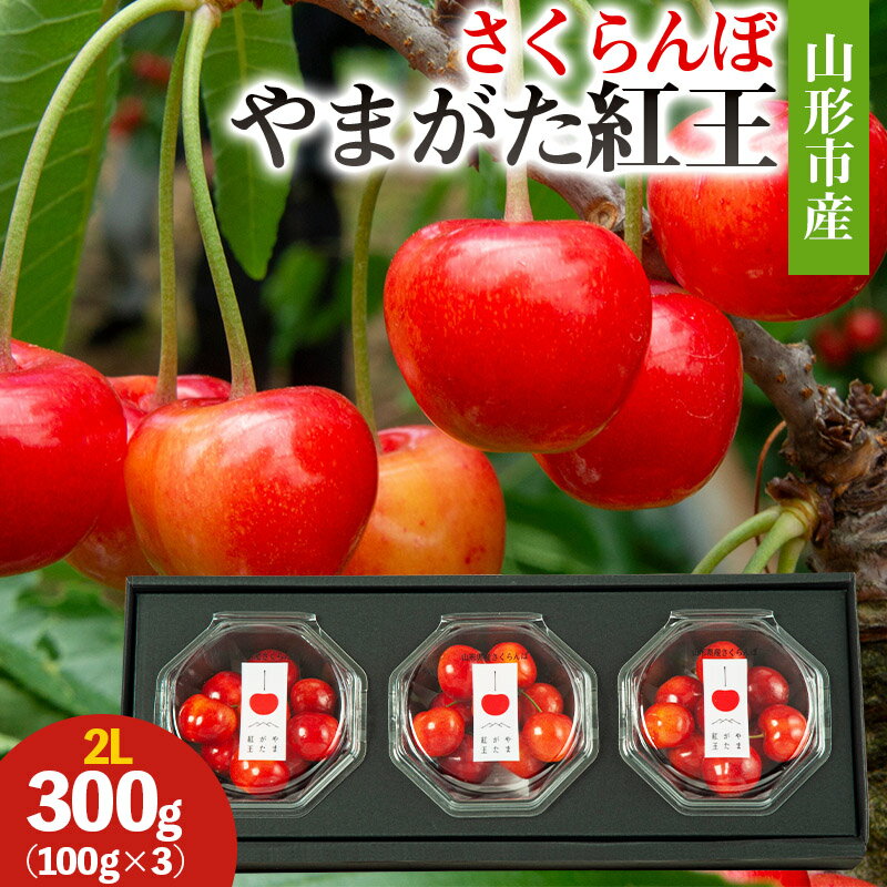 【ふるさと納税】山形市産 さくらんぼ(やまがた紅王)2L 300g(100g×3) 【令和8年産先行予約】FS25-027