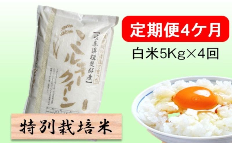 定期便4カ月【令和7年産】特別栽培米5kg【白米】(ミルキークイーン) 米 お米 白米 コメ ご飯 定期 岐阜県 池田町