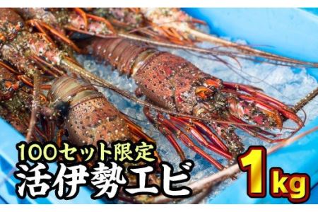 活伊勢エビ ＜ 生 ＞ 約1kg（２～４尾） 天然 伊勢海老 イセエビ 伊勢エビ 伊勢えび いせえび エビ えび 海老 刺身 豪華 お造り 《10月20日～4月期間限定出荷：先行予約も可（到着日時指定必須商品）》ebi　HA-56