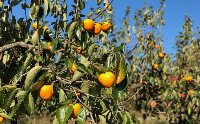 【先行予約】富士柿 4kg 愛媛県大洲市/有限会社西山青果 柿 かき 果物 ギフト フルーツ たねなし [AGAR015]