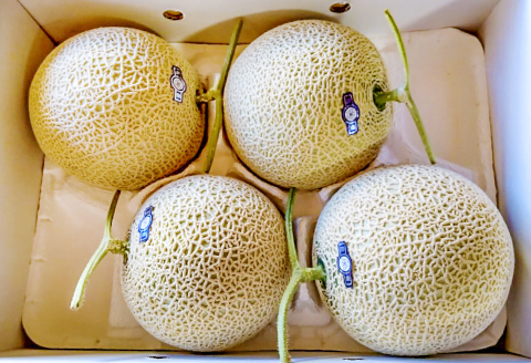 B-929 益田産アールスメロン 秋作 3～5玉