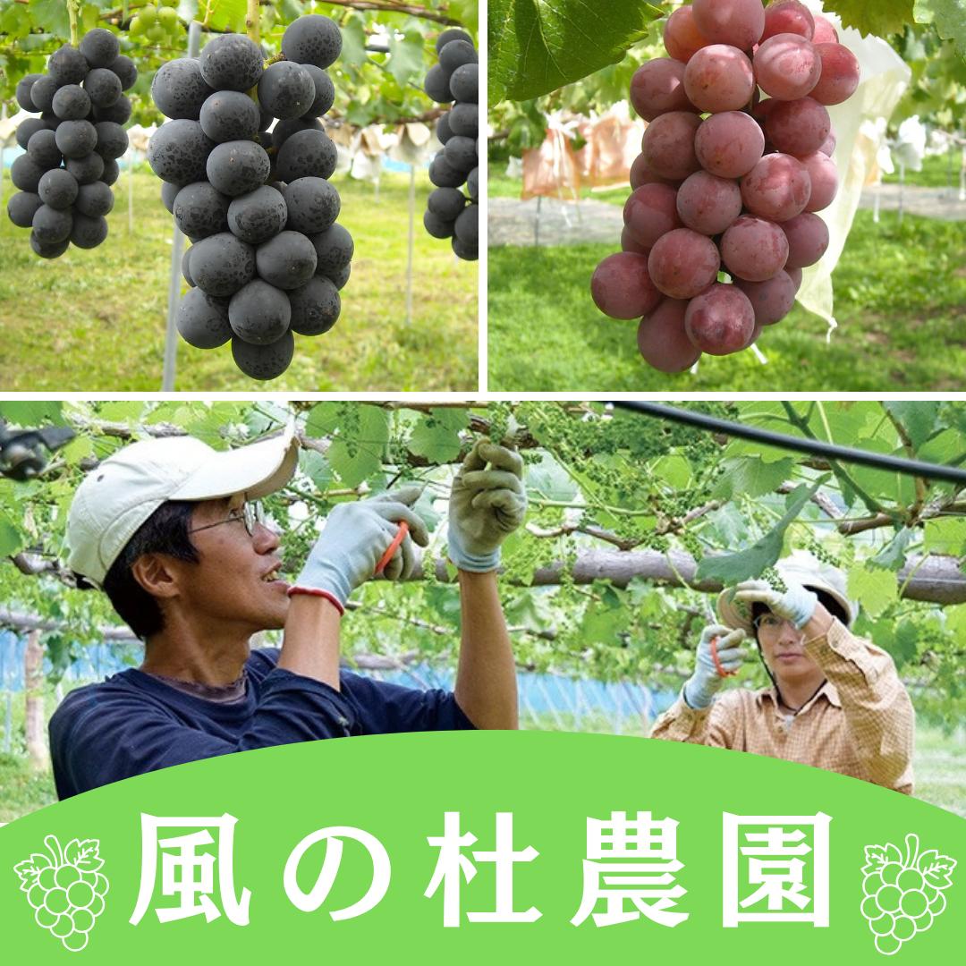 訳ありでも美味しさは本物！ 風の杜農園が贈る「こだわりシャインマスカット」