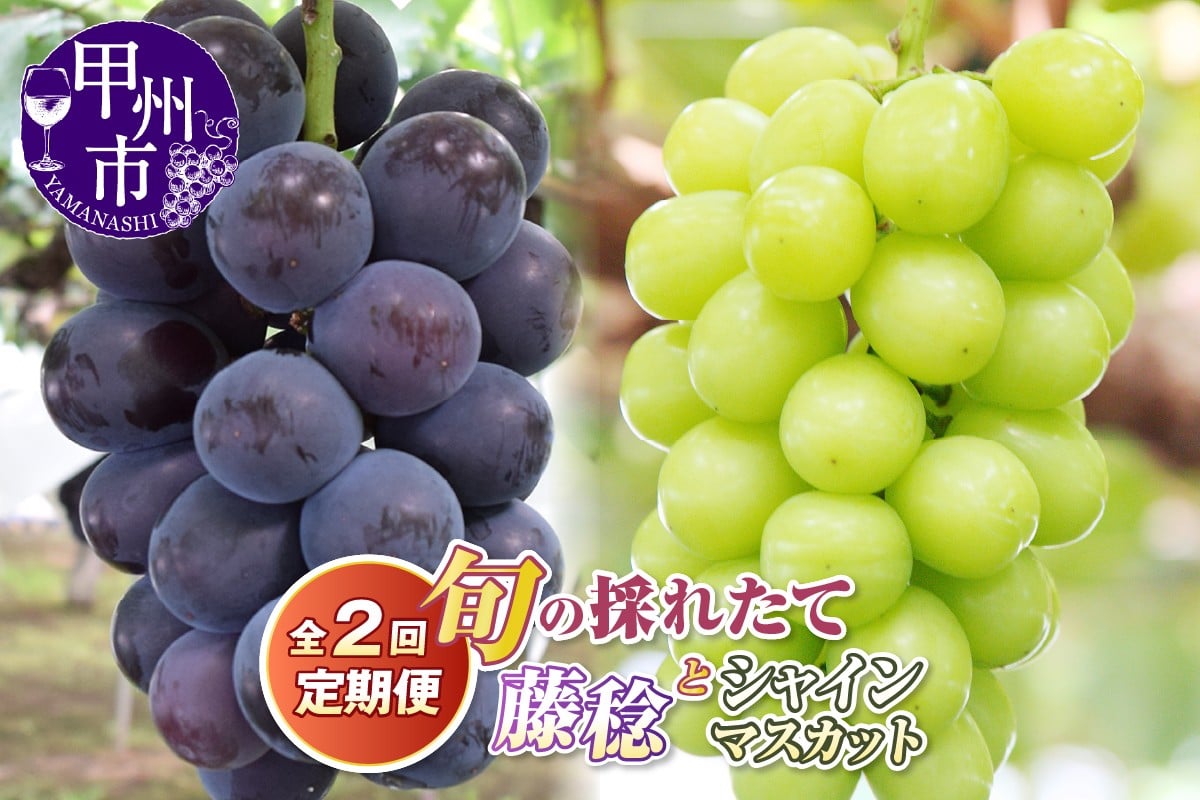 
            【定期便】旬の採れたて2回定期便（藤稔・シャインマスカット）【2026年発送】（HO）B19-410 【藤稔 シャインマスカット 葡萄 ぶどう ブドウ 令和8年発送 期間限定 山梨県産 甲州市 フルーツ 果物】
          