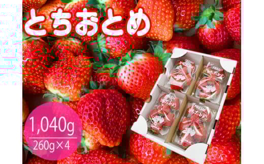 【数量限定】とちおとめ 4パック入り1箱 いちご　イチゴ　苺　フルーツ 果物（KBP-2）