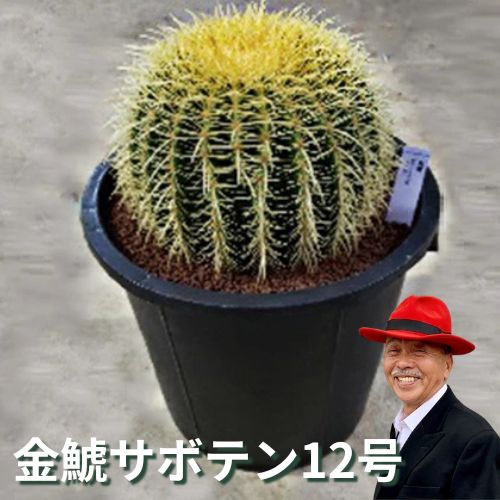 【ふるさと納税】金鯱サボテン12号 植物 グリーンインテリア 緑 さぼてん村 サボテンの王様 癒し 玄関 リビング 自室 トイレ 　お届け：2週間～1か月程度でお届け予定です。