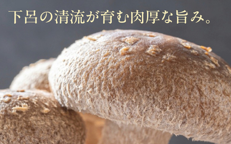  菌床生椎茸  詰め合せセット（4パック＋3袋）7品  計1.3kg 【119-1】