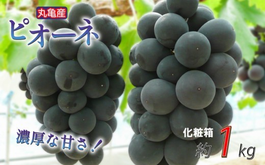 【先行予約】【化粧箱】凝縮された濃厚な甘み！ ピオーネ 約1kg 2-3房入  種なし 冷蔵 配送 ぶどう 葡萄 ブドウ フルーツ 果物 くだもの デザート 果実 美味しい 人気果物 人気フルーツ 旬のフルーツ 旬の果物 ふるさと納税ぶどう ふるさと納税ピオーネ 香川県 丸亀市