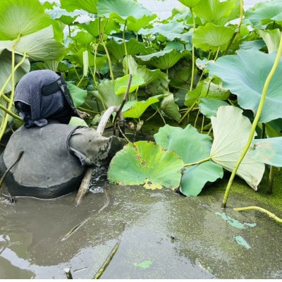 肉厚でシャキシャキの食感と甘みが特徴  掘りたて れんこん 4Kg(4〜7本)【配送不可地域:離島】【1336120】