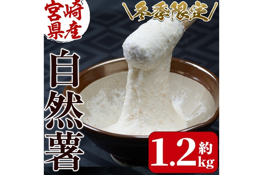 ＜先行予約受付中！2025年11月下旬から順次発送予定＞＜期間限定＞山菜の王者自然薯 (約1.2kg)  山芋 じねんじょ とろろ 長いも 国産 旬 野菜 新鮮 やさい 常温 保存 宮崎県 門川町 【自然薯組合】【Y-1】