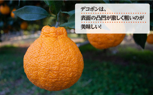 【☆先行予約☆】糖度13〜15度！ハウス木成 完熟 デコポン （ 不知火 ）約3kg 西海市 デコポン 不知火 みかん 柑橘 完熟 甘い でこぽん ＜原口果樹園＞ [CCW005]