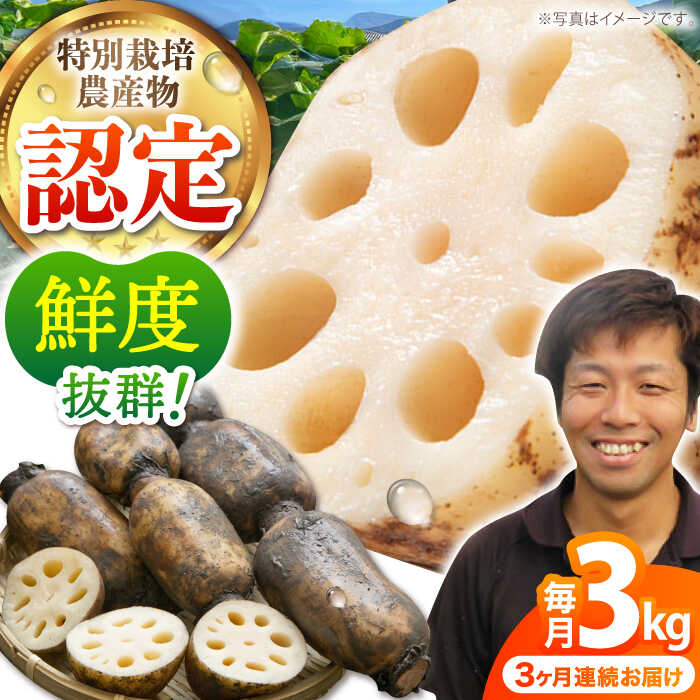 【ふるさと納税】【全3回定期便】 地元江北町産 泥付き蓮根 3kg 【百武青果】 [HAE012]