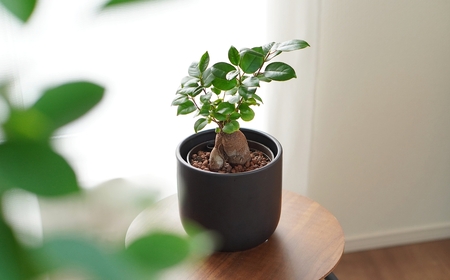 【グレー】ガジュマル モノトーン130 陶器鉢 1鉢 水位計セット