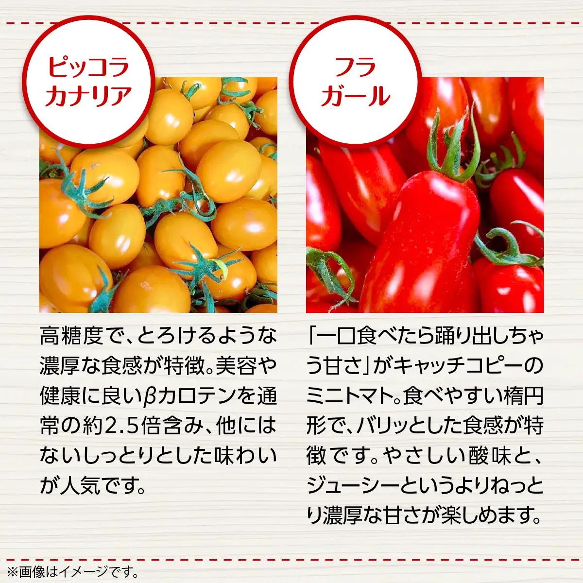 【ふるなびWEEK対象】＜2026年7月上旬よりお届け＞カラフルミニトマト約2.7kg 【農園直送】北海道壮瞥産 SBTO004