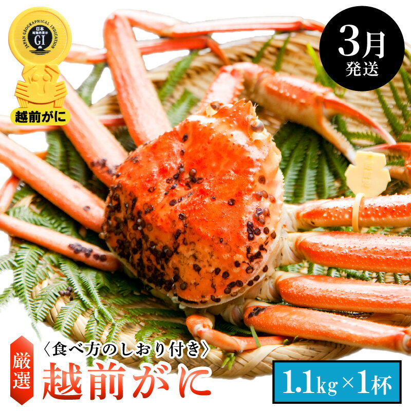 【ふるさと納税】≪浜茹で≫越前がに 特大サイズ × 1杯（生で1.1kg以上）食べ方しおり付【雄 ズワイガニ ずわいがに 越前ガニ 姿 ボイル 冷蔵 福井県】【3月発送分】希望日指定可 備考欄に希望日をご記入ください [e14-x008_03]