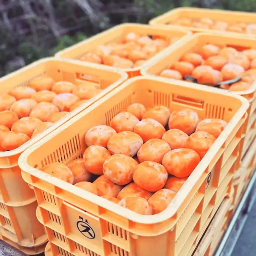 真空パックで 新鮮 ！ 貯蔵 富有柿 24 個～28 個 L ～ 2L サイズ |お年賀 フルーツ くだもの 果物 柿 かき カキ 富有柿 奈良県 五條市 デザート 人気 国産 産地直送 果実 12月