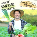 【ふるさと納税】中央市産 特産 野菜詰合せ トマトと季節の野菜詰め合わせ [た・から 山梨県中央市 21470011]