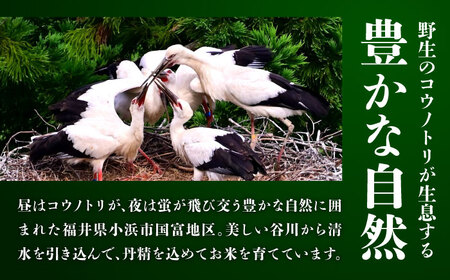 【先行予約】【令和6年産 新米】 福井県産こしひかり 白米 10kg【2024年9月中旬より順次発送】[A-046003]