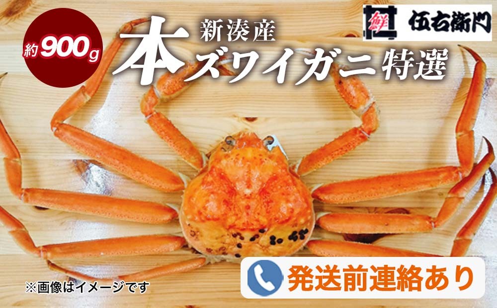 
                  【伍右衛門】[特選]新湊産本ズワイガニ約900g｜ずわい蟹 ずわいガニ ズワイガニ 本ズワイガニ 本ずわいがに カニ 蟹 かに かにしゃぶ カニしゃぶ 蟹しゃぶ かに鍋 カニ鍋 蟹鍋 かに味噌 カニ味噌 かにみそ 魚貝類 魚介類 ボイル 国産 富山 富山湾 北陸 富山カニ 北陸カニ ※2026年11月～発送 ※発送まで1か月以上かかる場合があります。
                