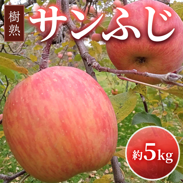 【早期予約】りんご 加積りんご 樹熟サンふじ 約5kg｜ふじ 魚津市産 富山 リンゴ 林檎 くだもの 果物 フルーツ デザート 産地直送 富山県 ※2025年12月上旬～2026年2月上旬頃に順次発送予定