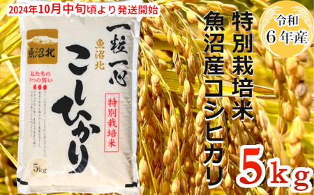 11P297G 【令和6年産】特別栽培米 魚沼産コシヒカリ 5kg（(有)グリーン）白米 魚沼 米