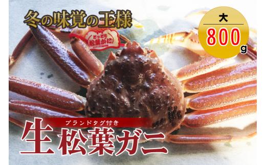 【魚倉】タグ付き生松葉ガニ（大８００ｇ） 松葉ガニ 生 カニ ズワイガニ カニ爪 タグ付き 冷蔵 かにしゃぶ 刺身 鳥取 倉吉 倉吉市