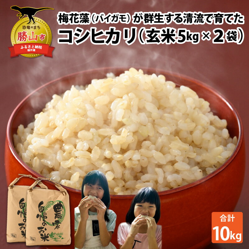【ふるさと納税】【先行予約】令和7年産 梅花藻が群生する清流で育てたコシヒカリ（玄米 5kg ×2袋） ※2025年9月下旬以降順次発送予定 | 新米 国産 福井県産 米 お米 おこめ ブランド米 ごはん ご飯 直送 計10kg 計10キロ 5kg 5キロ 2袋 袋包装 人気 品種 おいしい 送料無料