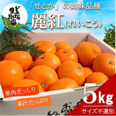 「濃厚柑橘」せとかの姉妹品種「麗紅(れいこう)」 約5kg(サイズ不選別)【2027年2月以降発送】【配送不可地域：離島・北海道・沖縄】【1752418】