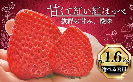 紅ほっぺ いちご 苺 1600g 紅ほっぺ