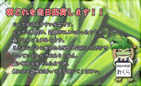 オクラ 1kg おくら 朝どれ 出荷 新鮮 野菜 香川県 さぬき市 新鮮オクラ 夏野菜 新鮮 美味しい 食品 おかず 朝採れ やさい 旬 国産 おくら オクラ おくら オクラ おくら おくら オクラ 