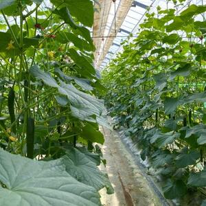【産直】千葉県旭市産　奈良ファーム新鮮きゅうり50本　贈答にも【配送不可地域：離島】【1424420】
