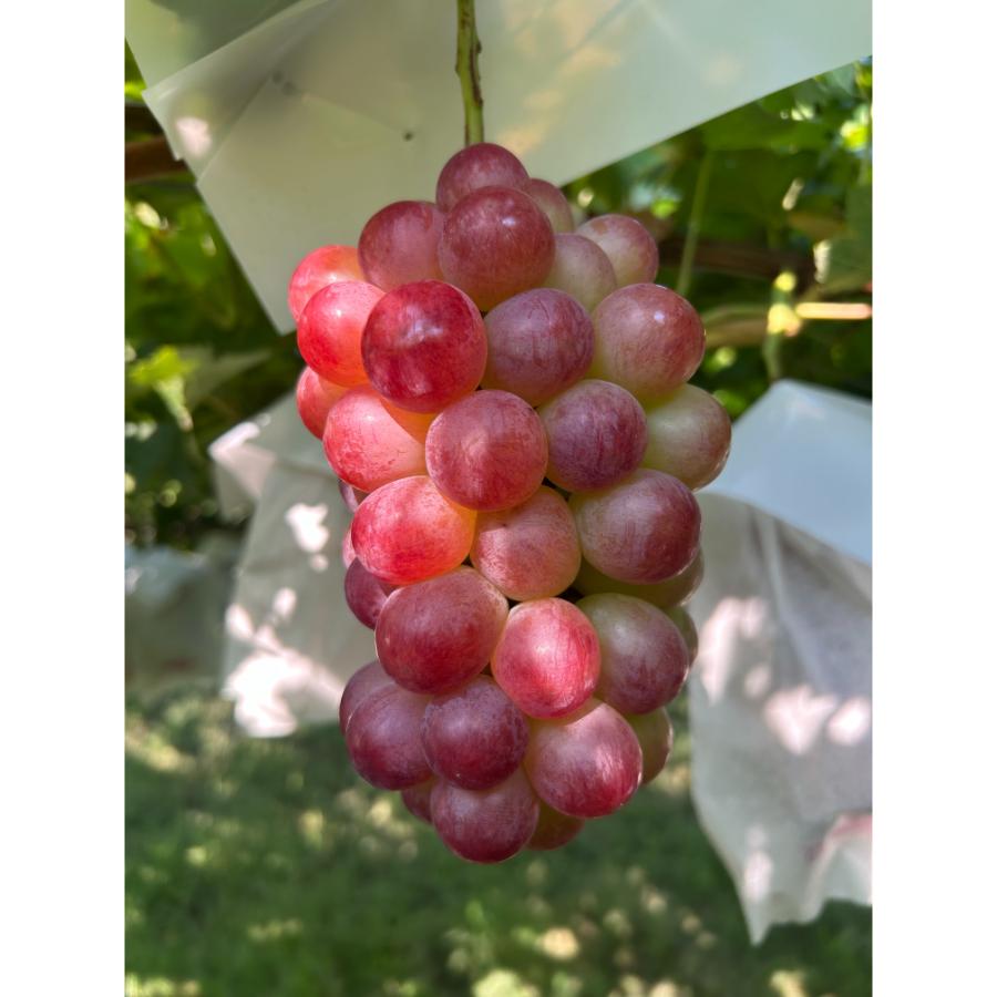 ＜小川ぶどう園＞「コトピー」（種無し）２房