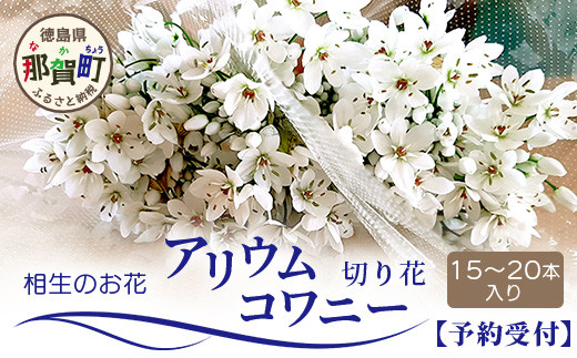 
                  【先行受付】【1月～3月発送】アリウムコワニー 15本～20本 徳島県 那賀町産【相生の花 生花 お花 花束 生け花 華道 生産者直送 プレゼント 贈り物 フラワーアレンジメント インテリア ドライフラワー 切り花 切花】MN-2
                