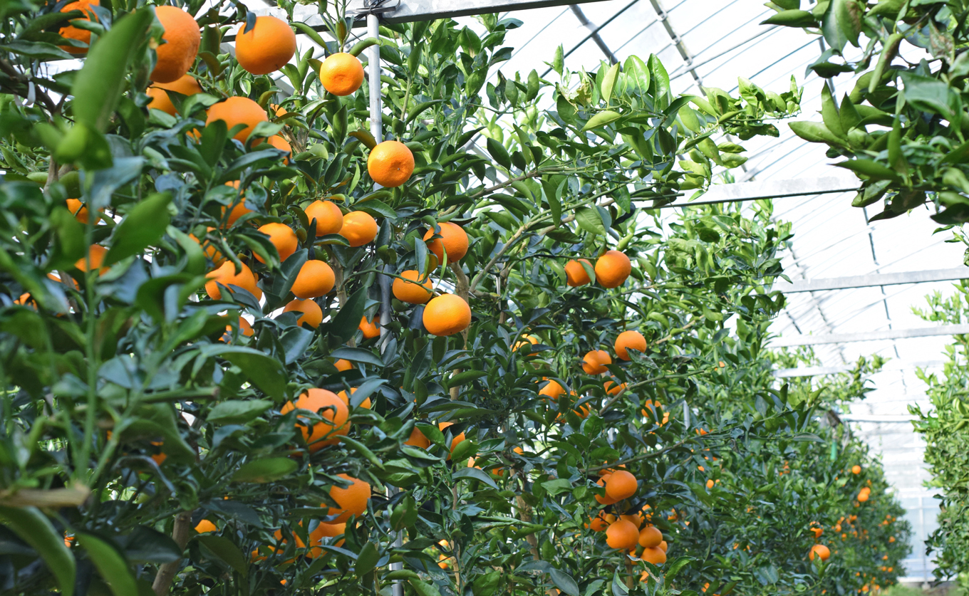 せとか 約3kg 贈答用 高知県産 ハウス栽培｜ハウスみかん 甘い 濃厚 ジューシー 香り豊か 希少 柑橘 柑橘の大トロ 化粧箱 果物 フルーツ プレミアム 国産 大月町 人気 美味しい おいしい お