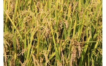 ≪令和７年産予約受付！≫美景農園　野菜の定期便（６回）[080-28]