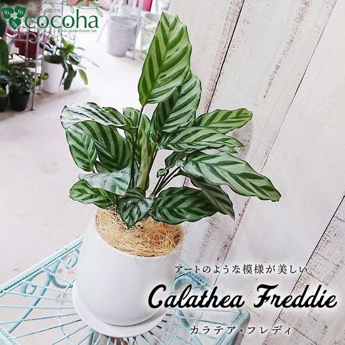 カラテア ・ フレディ 糸島市 / cocoha [AWB017] 観葉植物 緑 グリーン 暮らし インテリア 植物 鉢 おしゃれ 室内