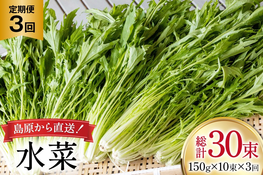 BI335 定期便 3回 水菜 10束 [ 野菜 みずな サラダ やさい 冷蔵 葉物野菜 田中農園 長崎県 島原市 ]