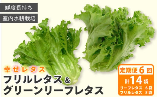 野菜 詰め合わせ 定期便 6回  セット レタス 計14個 サラダ グリーンリーフレタス 6個 フリルレタス 8個 水耕栽培 幸せレタス