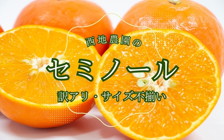 セミノール わけあり 訳あり ご家庭用 家庭用 不揃い みかん 蜜柑 柑橘 4.5kg / 2級果 サイズ不揃い 訳あり ご家庭用 西地農園のセミノール4.5kg【2026年3月中旬から順次発送】【mnd006B】