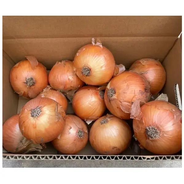 淡路島産玉ねぎ　10kg　たまねぎ タマネギ 玉葱 吊り玉 秀品 野菜 新鮮 長持ち カレー シチュー バーベキュー スープ 兵庫県 洲本市 淡路島