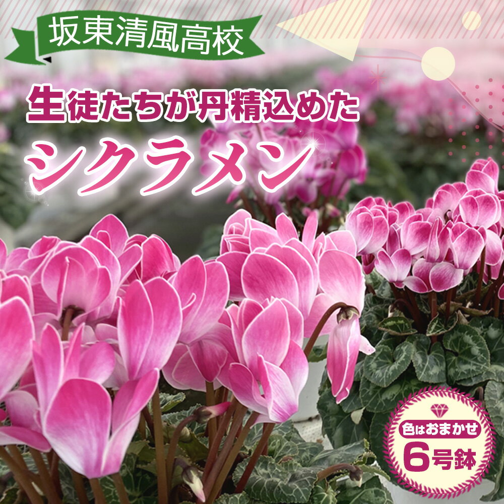 【ふるさと納税】 【期間限定】坂東清風高校の生徒が丹精込めて育てたシクラメン6号鉢 ／ お花 送料無料 茨城県 No.184