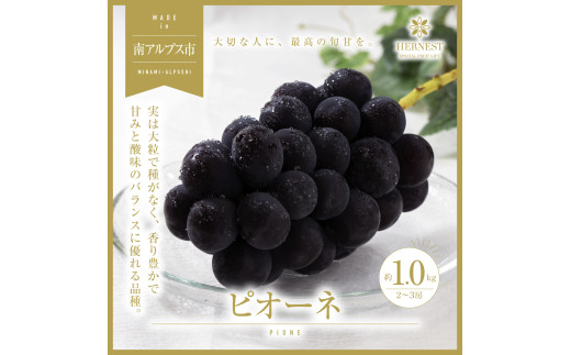 ＜2026年発送分先行予約＞南アルプス市産　旬の採れたてピオーネ　2～3房入り　約1kg ALPAH012