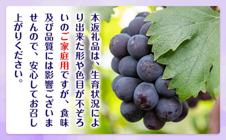 【先行予約】ぶどう ご家庭用 ピオーネ 約2kg (3房~5房) もりおか農園《9月上旬-10月上旬頃出荷》岡山県 浅口市 送料無料 ぶどう フルーツ 果物 くだもの デザート おやつ【配送不可地域あ