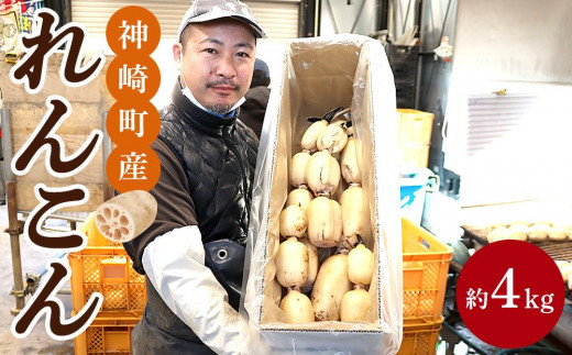 
大人気！神崎町ふるさと れんこんプレミアム　贈答用向き（4kg）
