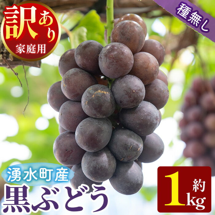 【ふるさと納税】≪先行予約受付中！2026年8月中旬以降順次発送≫ 訳あり！黒ぶどう(約1kg) 国産 九州産 鹿児島産 湧水町 巨峰 ピオーネ クインニーナ BKシードレス 葡萄 ぶどう ブドウ 果物 くだもの フルーツ 旬 訳アリ ワケあり 家庭用 種無し 種なし 【大倉野 隆】