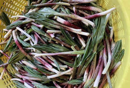釧路産・天然 鮮度そのまま行者にんにく 250g×2 F4F-0539