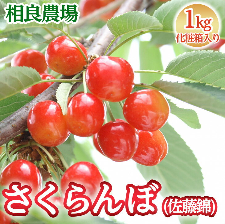 【ふるさと納税】16-Q　相良農場　さくらんぼ（佐藤錦）1kg 化粧箱入り ｜福島県産 サクランボ　※2025年6月中旬～6月下旬頃発送予定