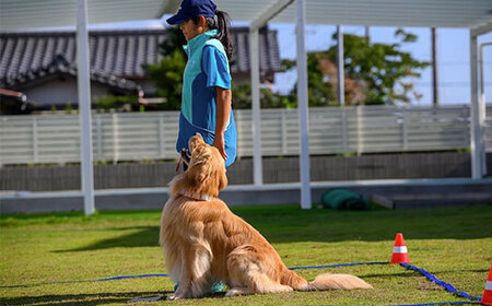 ドックスポーツ プライベートレッスン券（1回） ふるさと納税 ドッグスポーツ 利用券 チケット 犬 イヌ 千葉県 白子町 送料無料 SHAI001